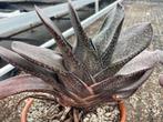 Succulent Gasteria Brachyphylla in de 16cm terra cotta schaa, Vetplant, Ophalen of Verzenden, In pot, Minder dan 100 cm