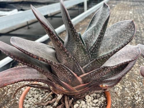 Succulent Gasteria Brachyphylla in de 16cm terra cotta schaa, Huis en Inrichting, Kamerplanten, Vetplant, Minder dan 100 cm, Bloeiende kamerplant
