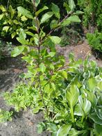 Fruitomen  ( Pruimen boompjes  3 stuks ), Tuin en Terras, Planten | Tuinplanten, Ophalen, Zomer, Volle zon