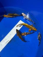 Hoge kwaliteit Tosai (koi), Karper of Koi