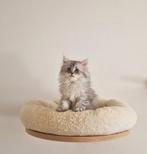 laatste Siberische x Perzische katertjes, Kater, Ingeënt