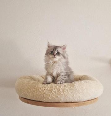 laatste Siberische x Perzische katertjes beschikbaar voor biedingen