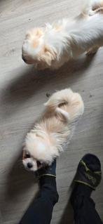 Te koop nog 2 pekingees pups (2reutje), Dieren en Toebehoren, Honden | Chihuahua's en Gezelschapshonden, CDV (hondenziekte), 8 tot 15 weken