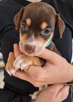 Jack Russel pups, Dieren en Toebehoren, Honden | Jack Russells en Terriërs, Jack Russell Terriër, Reu, 8 tot 15 weken, CDV (hondenziekte)