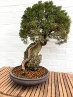 Bonsai juniperus itoigawa, In pot, Minder dan 100 cm, Halfschaduw, Bloeit niet
