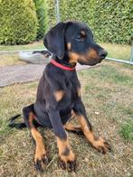 Dobermann pup reutje, België, Particulier, CDV (hondenziekte), 8 tot 15 weken