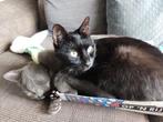 Lieve poes (Lola) te koop (VERKOCHT), Dieren en Toebehoren, Katten en Kittens | Overige Katten, Poes