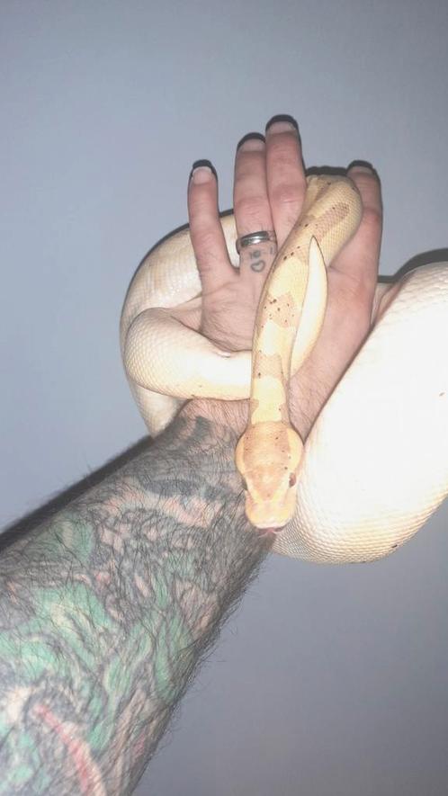 Houten 1 juni te koop/ruil diverse pythons en boas, Dieren en Toebehoren, Reptielen en Amfibieën, Slang