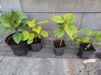 Kansenboom / Pindakaasboom stekken, Tuin en Terras, Planten | Tuinplanten, Ophalen, Zomer, Overige soorten, Volle zon