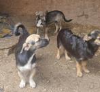 3 klein blijvende pupjes ter adoptie, Dieren en Toebehoren, Honden | Niet-rashonden, Particulier, Rabiës (hondsdolheid), 15 weken tot 1 jaar