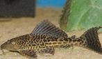2x pleco, Dieren en Toebehoren, Vis