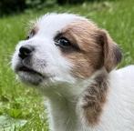 jack russel pup met stamboom, Dieren en Toebehoren, Honden | Jack Russells en Terriërs, Jack Russell Terriër, Reu, CDV (hondenziekte)