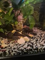 Algeneter longfin, Dieren en Toebehoren, Vissen | Aquariumvissen, Overige typen, Zoetwatervis