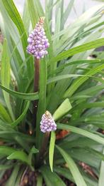 Liriope muscari Ingwersen p9, Ophalen of Verzenden, Zomer, Overige soorten, Halfschaduw