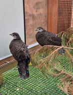 1-1 Grijze pauwfazant, Dieren en Toebehoren, Meerdere dieren