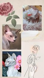 Prachtige en superlieve sphynx poesje lilac/point !!💗, Dieren en Toebehoren, Katten en Kittens | Raskatten | Korthaar, Poes, Gechipt