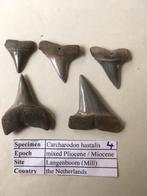 Fossiele haaientandenset uit Mill: C. hastalis (4), Ophalen of Verzenden, Fossiel