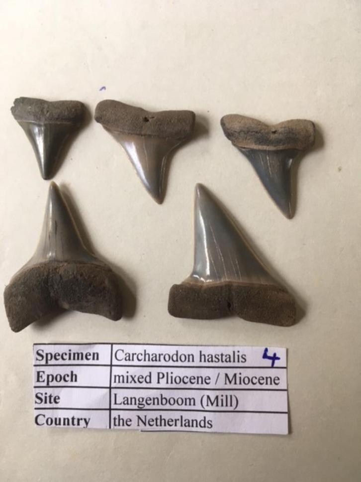 Fossiele haaientandenset uit Mill: C. hastalis (4), Verzamelen, Mineralen en Fossielen, Fossiel, Ophalen of Verzenden