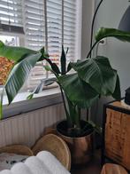 Paradijsvolgelplant, Huis en Inrichting, Kamerplanten, Ophalen, Halfschaduw, Minder dan 100 cm