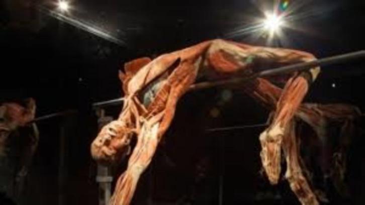 30% korting per persoon entree BODY WORLDS in Amsterdam, Tickets en Kaartjes, Recreatie | Pretparken en Attractieparken, Drie personen of meer
