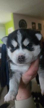 Pomsky pupjes, Parvo, België, Particulier, Reu