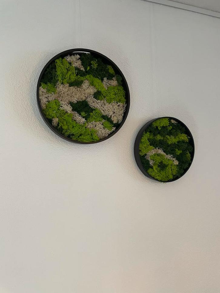 Mooie Mos Schilderijen - Wanddecoratie, Huis en Inrichting, Woonaccessoires | Wanddecoraties, Nieuw, Ophalen of Verzenden