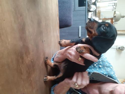 Standaard teckel pup, Dieren en Toebehoren, Honden | Teckels en Dashonden, Teef, Korthaar, Standaard, Particulier, Eén hond, Nederland