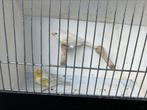 Kanaries agaat opaal geel mozaiek - ino, Dieren en Toebehoren, Vogels | Kanaries, Meerdere dieren, Kleurkanarie