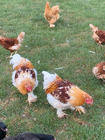 Mooie ras- en kleurzuivere brahma fokhanen beschikbaar voor biedingen