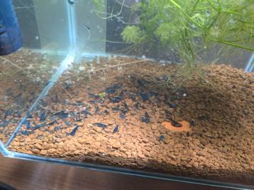 Blue velvet garnalen beschikbaar voor biedingen