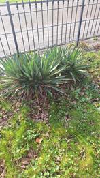 Yucca Gloriosa, 3 stuks, Vaste plant, Overige soorten, Ophalen, Volle zon
