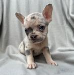 Knappe franse bulldog pups, Dieren en Toebehoren, 8 tot 15 weken, Meerdere, Meerdere dieren, Nederland