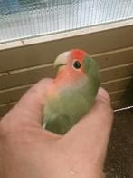 Prachtige jonge agapornis roseicollie dgroen pop met dna, Vrouwelijk, Dwergpapegaai of Agapornis, Geringd