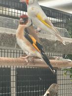 Majoor putters, Dieren en Toebehoren, Vogels | Overige Vogels, Meerdere dieren, Wildzangvogel