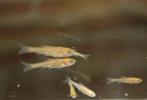 Goudelritsen, Dieren en Toebehoren, Vissen | Vijvervissen, Karper of Koi