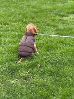 Honden jasje, Ophalen of Verzenden, Zo goed als nieuw, Hondenjas