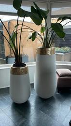 Grote schelpen vazen, Ophalen, Nieuw, Overige kleuren, 75 cm of meer