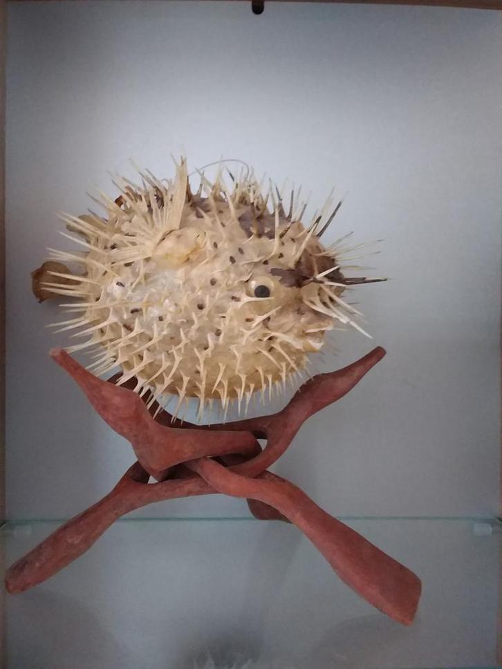 Geprepareerde Kogelvis op Houten Standaard, Huis en Inrichting, Woonaccessoires | Overige, Zo goed als nieuw, Ophalen