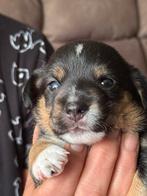 Jack russel reutje laatste beschikbaar, Dieren en Toebehoren, Jack Russell Terriër, Meerdere, Meerdere dieren, Nederland