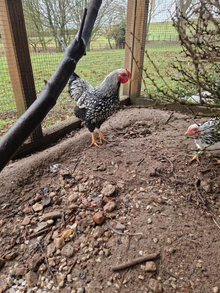 Wyandotte kriel zilver zwart gezoomd haan, Dieren en Toebehoren, Pluimvee, Kip, Mannelijk