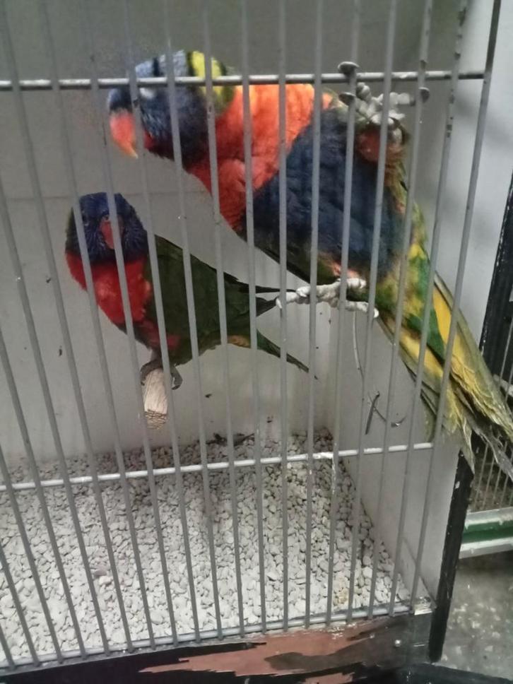 Mooi koppel Lori van de blauwe Bergen, Dieren en Toebehoren, Vogels | Parkieten en Papegaaien, Parkiet, Meerdere dieren