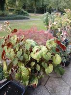 Begonia, Tuin en Terras, Ophalen, Overige soorten, Volle zon