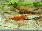 Koi sunburst eigen nakweek vanaf 1 euro per stuk!!, Dieren en Toebehoren, Vissen | Aquariumvissen, Kreeft, Krab of Garnaal