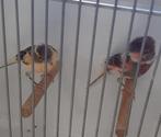 Te koop koppel Harlekijnen, Meerdere dieren, Postuurkanarie