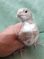 Japanse kwartels, Dieren en Toebehoren, Meerdere dieren