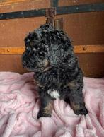 Bernedoodle pups, Overige rassen, 8 tot 15 weken, Meerdere, Meerdere dieren