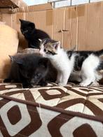 Boerderij kittens, Dieren en Toebehoren, Meerdere dieren, 0 tot 2 jaar