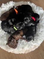 Raszuivere labrador pups field trial, Dieren en Toebehoren, Honden | Retrievers, Spaniëls en Waterhonden, Rabiës (hondsdolheid)