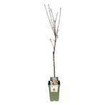 Elstar appelboom 60 cm, Verzenden, Zomer, Eenjarig, Volle zon
