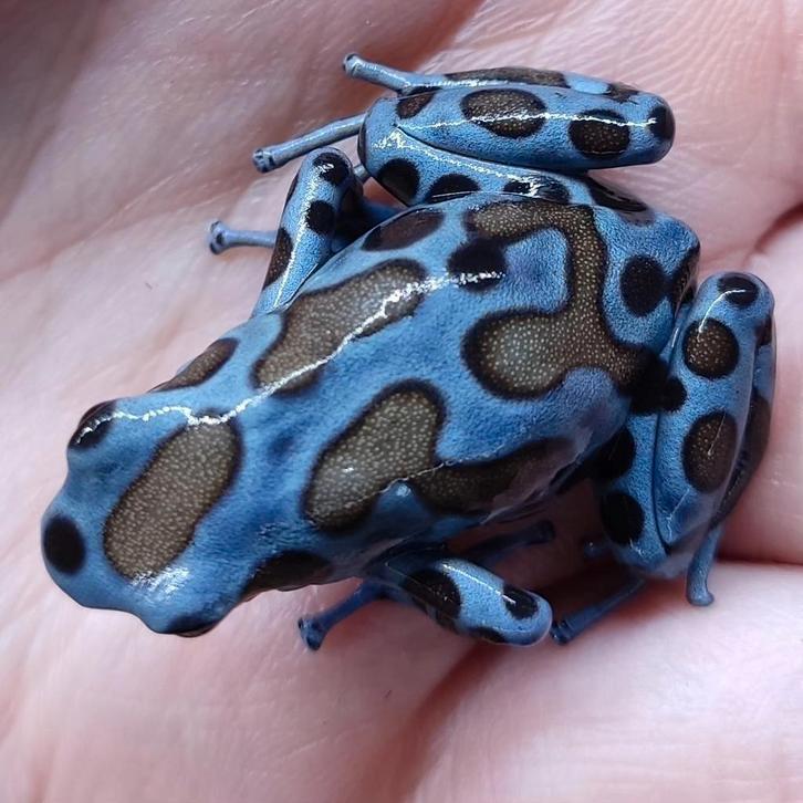 Dendrobates auratus 'Superblue'